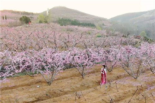 青岛莱西市南墅镇：万亩桃林开，兴旺次第来