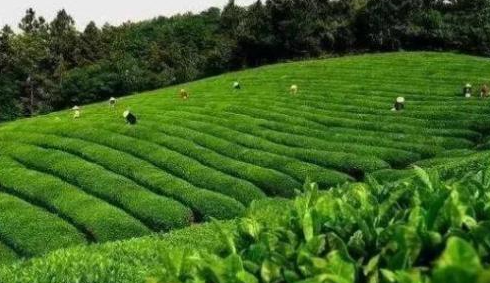 安徽省地理标志农产品增至112个