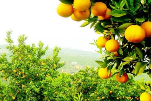百里柑橘长廊成为重庆忠县新名片