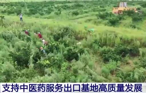 中医药服务出口基地按下高质量发展键