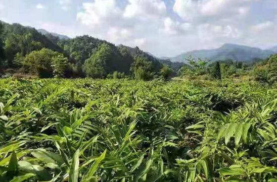 江西铜鼓打造百亿元黄精产业