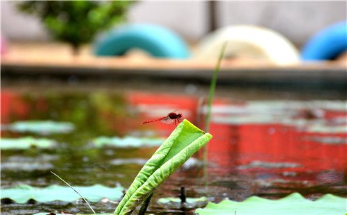 山亭西集幼儿园：荷叶竞相展放 风景美不胜收