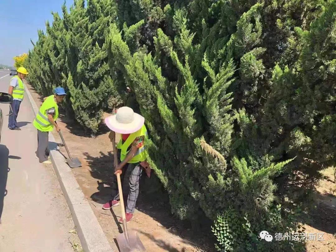 我为群众办实事｜德州运河新区：向“三大堆”宣战 村容村貌展新颜
