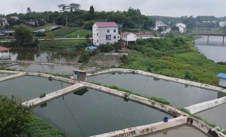 四川省内江市五个坚持打造“百亿水产强市”