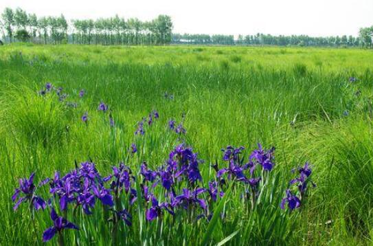 黑龙江省草原综合植被盖度稳定在75%以上