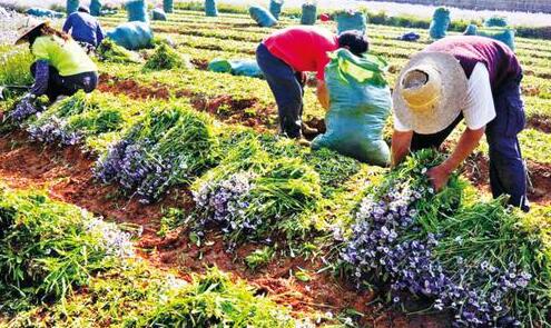 贵州出台中医药条例 鼓励民族医药加快发展
