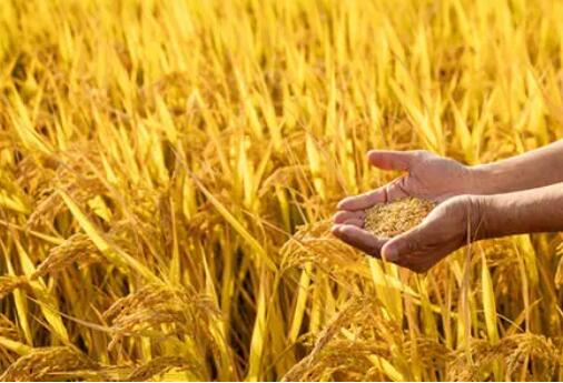种粮补贴及时雨，要精准落到田间地头