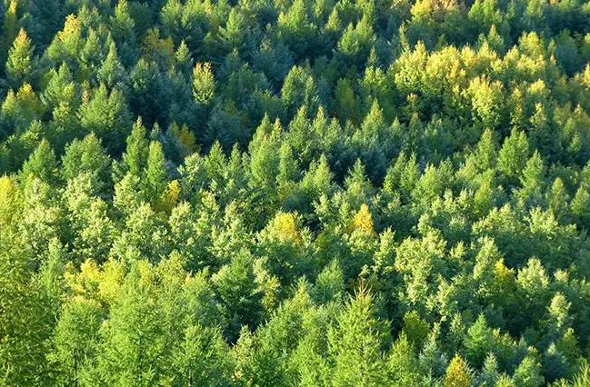 安徽：扎实推进重点生态功能区域林长制度落实