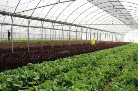 河北省实施农业生产“三品一标”提升行动