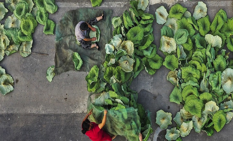 山东济宁：荷叶变宝 助农增收