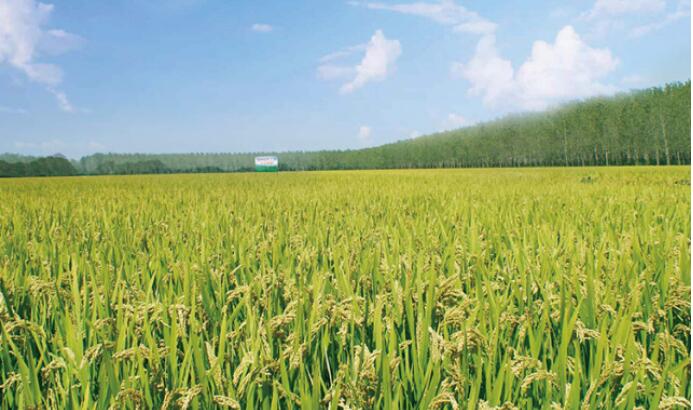 黑龙江哈尔滨优质粮油种植基地面积达526万亩