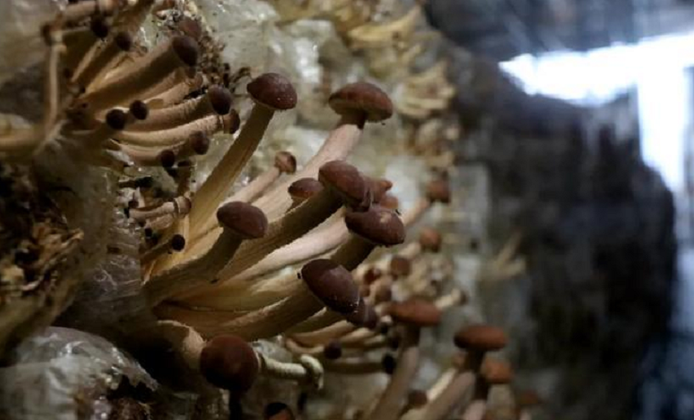 小菌菇撑起致富伞!人行济宁邹城市支行金融助推乡村产业振兴