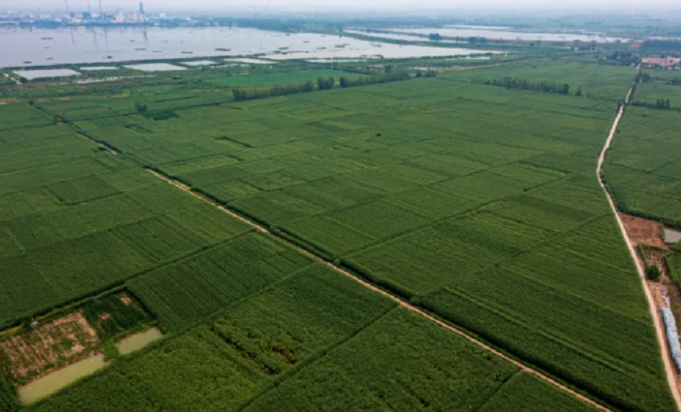济宁鱼台：地里种的手里编的,都是杞柳福
