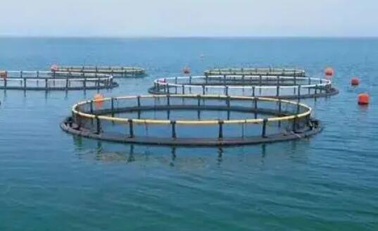 上半年福建渔业经济稳健增长