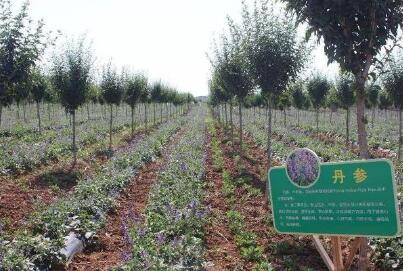 陕西促进木本粮油和林下经济高质量发展