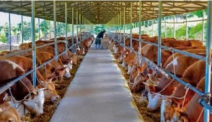 内蒙古牛肉产量跃居全国第一