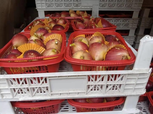 秀美“乡”遇 看均衡富庶精品水果产业助农增收致富