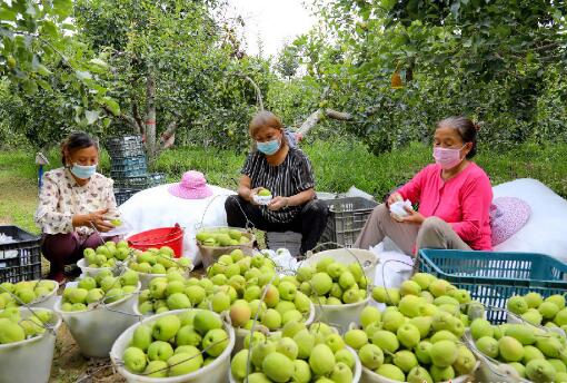 新疆“十四五”期间推进林果业高质量发展