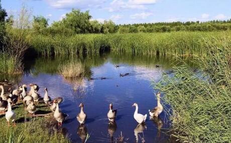 北京：规划“一核三横四纵”湿地布局 提升城市宜居水平