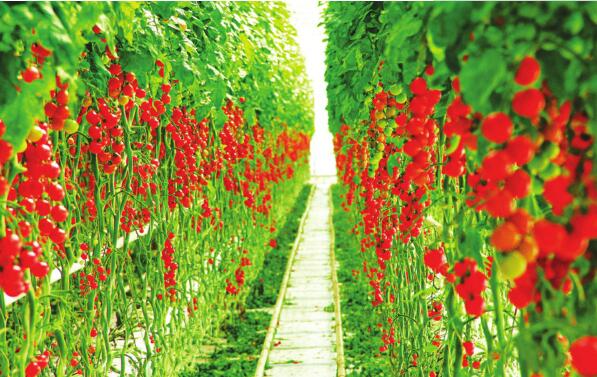 山西现代特色农业发展势头强劲