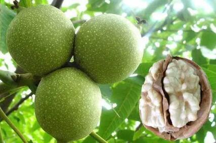 甘肃启动寒旱农业优势特色产业三年倍增行动计划