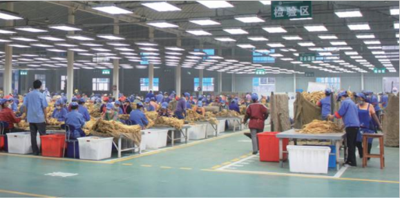 湖南中烟：“造血式”帮扶助力乡村换新颜