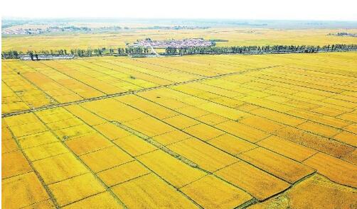2021年吉林粮食产量预计将首次突破800亿斤