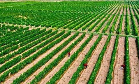 甘肃省加快推进现代丝路寒旱农业高质量发展