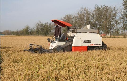 秋粮陆续开镰上市，今年有望再获丰收