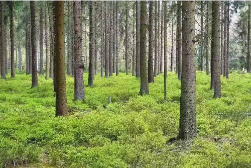 9月份全国林业采购经理指数发布 木质家具拉动指数跃升