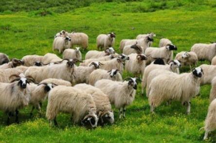藏羊产业迈上快速发展新台阶 全国三分之一以上藏羊产自青海