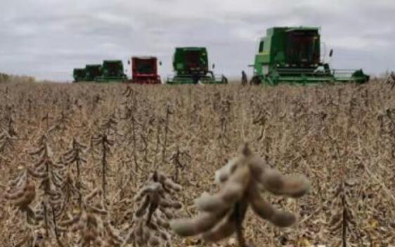 黑龙江：早熟高蛋白大豆“绥农94”千亩连片创高产