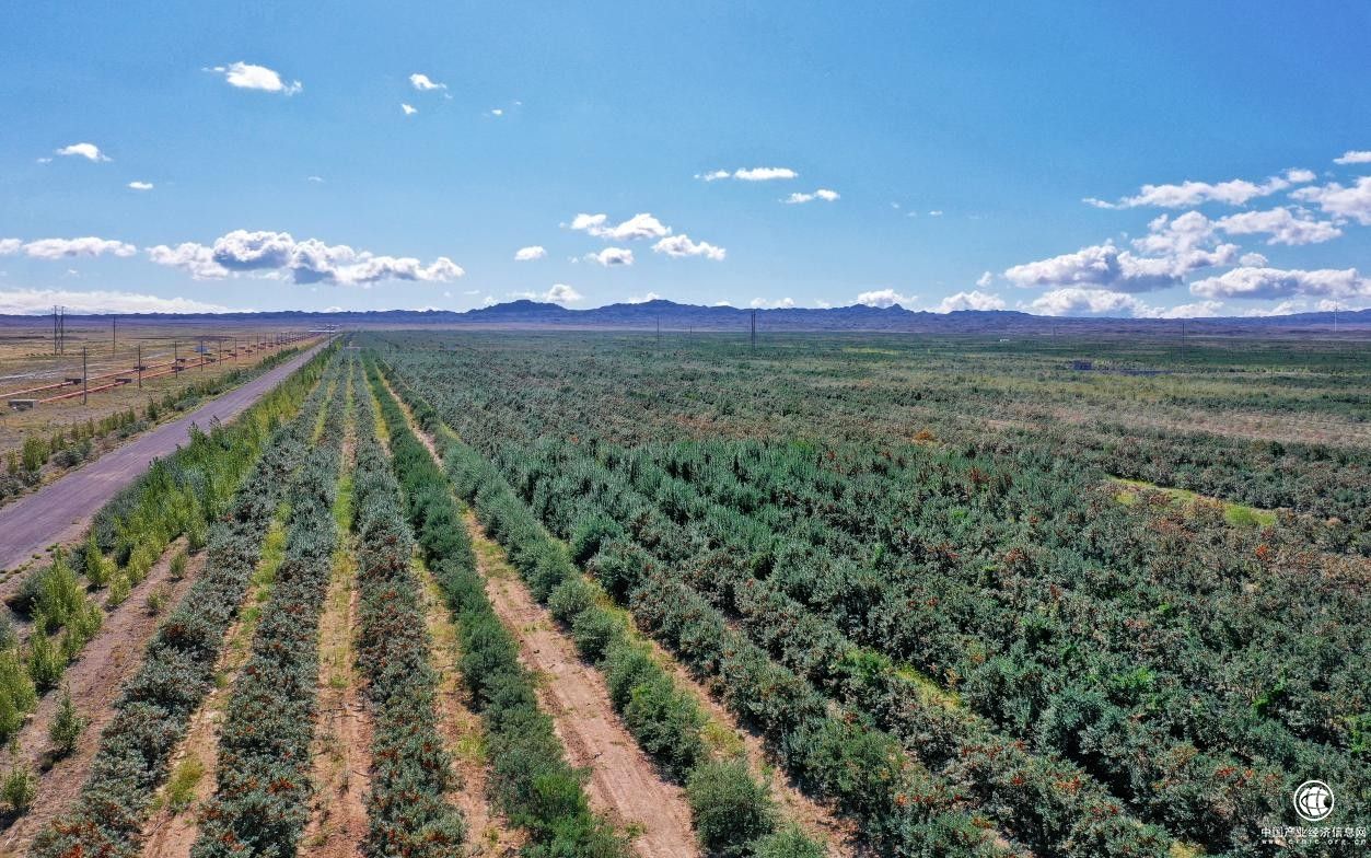 发展沙棘产业 助力生态环境保护