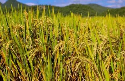 云南省实施优质粮食工程成效显著