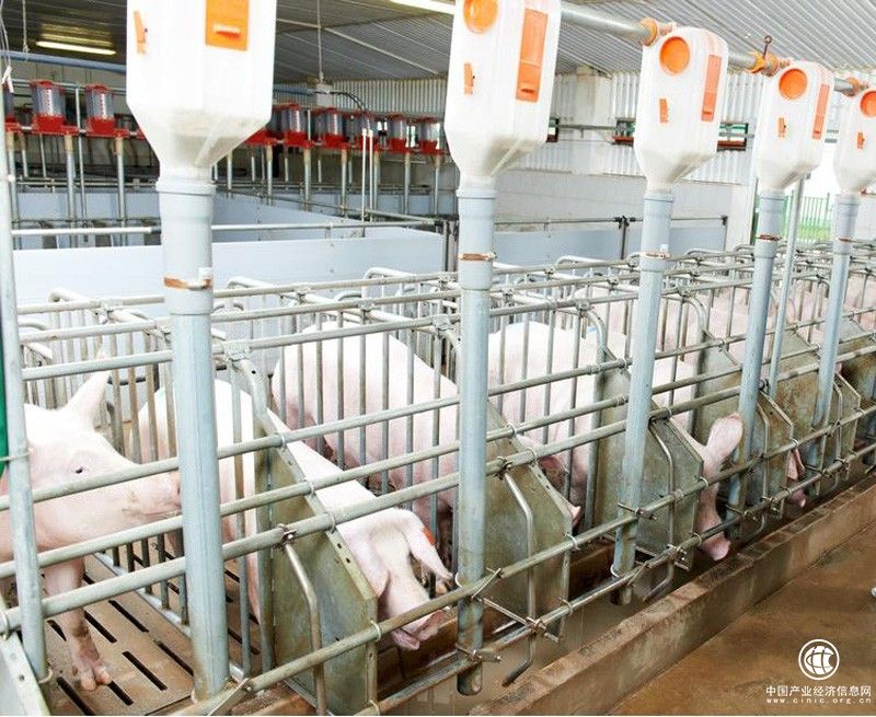 新丰小吃严格把关食材品质，为消费者打造健康小吃