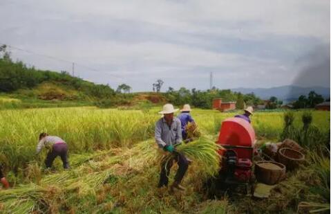 守好“粮袋子”，各地争分夺秒抢收抢种