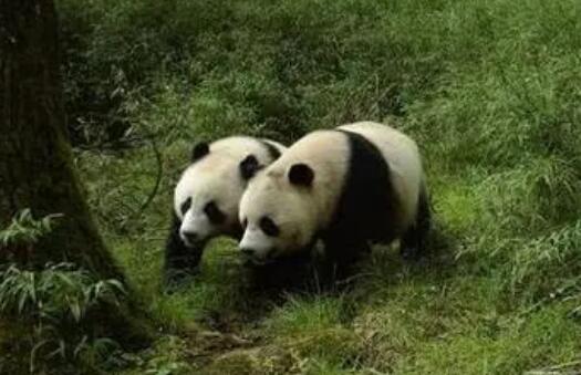 四川将出台大熊猫国家公园“过渡期”管理办法