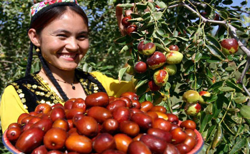 新疆且末近18万亩红枣喜获丰收 有机红枣产业助农增收