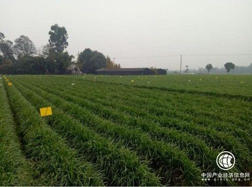 青杨韭黄：奋力发展韭黄产业 加速推进乡村振兴