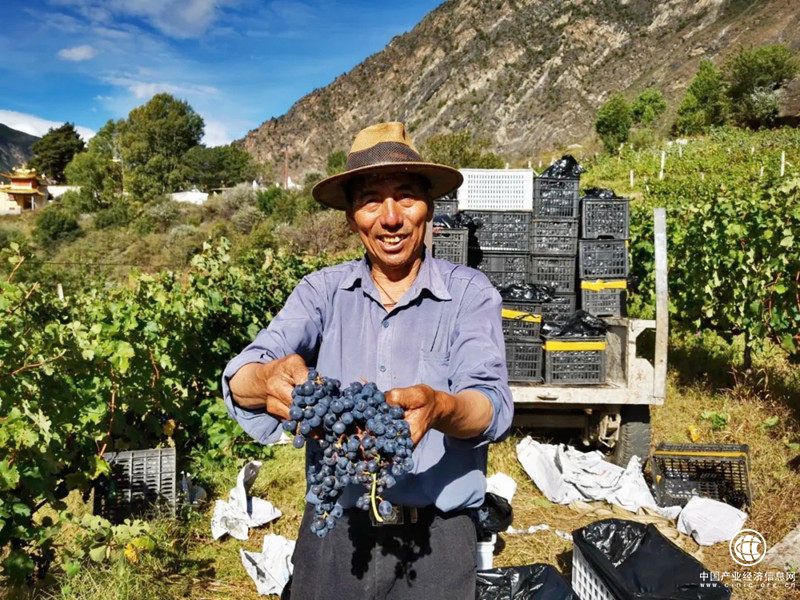 酿”出甜蜜新生活——四川丹巴县大力培育特色产业助力乡村振兴