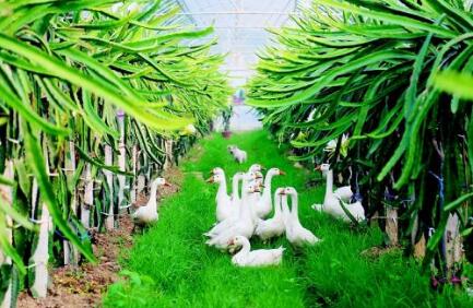 四川正式启动绿色种养循环农业试点 涉及24个畜牧大县