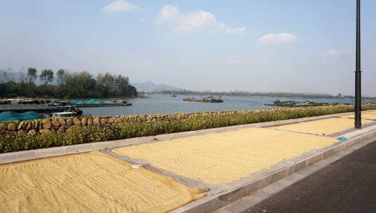 满载丰收！苏州金龙全力护航江南稻香文化节