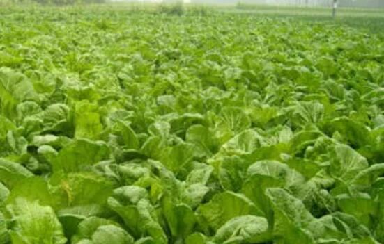 到2025年川菜综合产值将达3500亿元