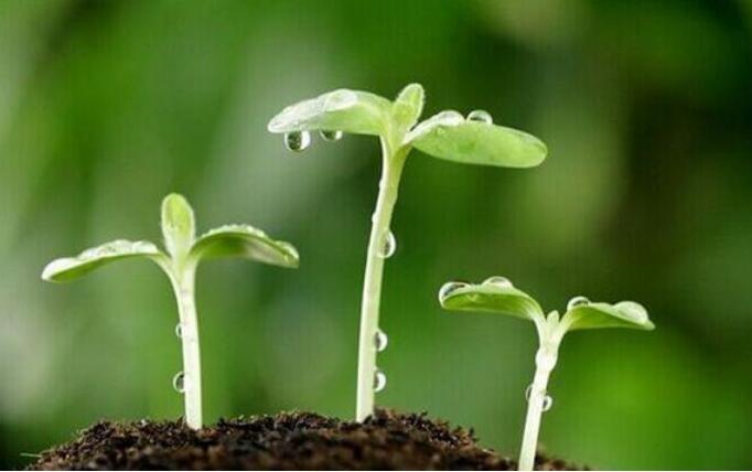 农业农村部：种质资源保护取得阶段性进展