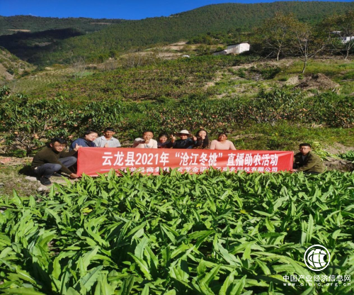 网聚青春新力量，助力“沧江冬桃”出深山！