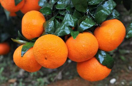 科技赋能 造“智慧田” 武鸣沃柑产业迈入大数据时代