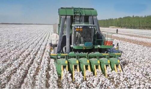 新疆棉花再获丰收 机采率将破80%