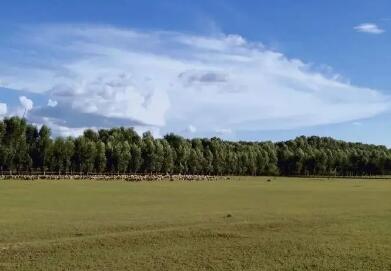 黑龙江出台全面加强草原保护修复实施意见