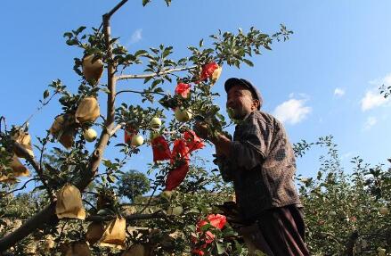 甘肃创“静宁果农”劳务品牌：让农民工成为有职称的技工