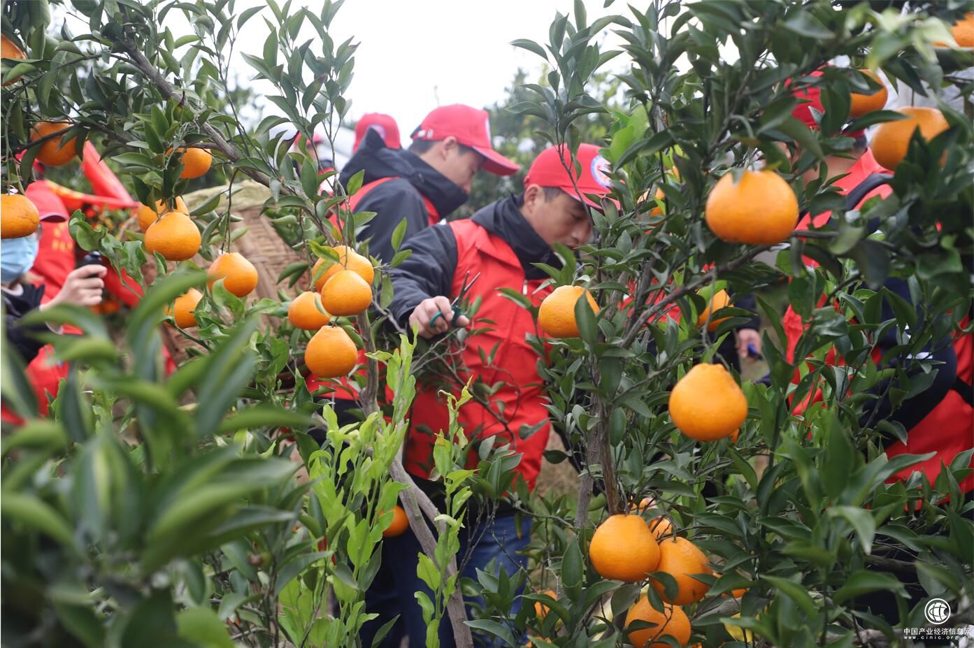  “为群众办实事”献爱心 中建三局“壹路行”志愿者为工友采摘柑橘